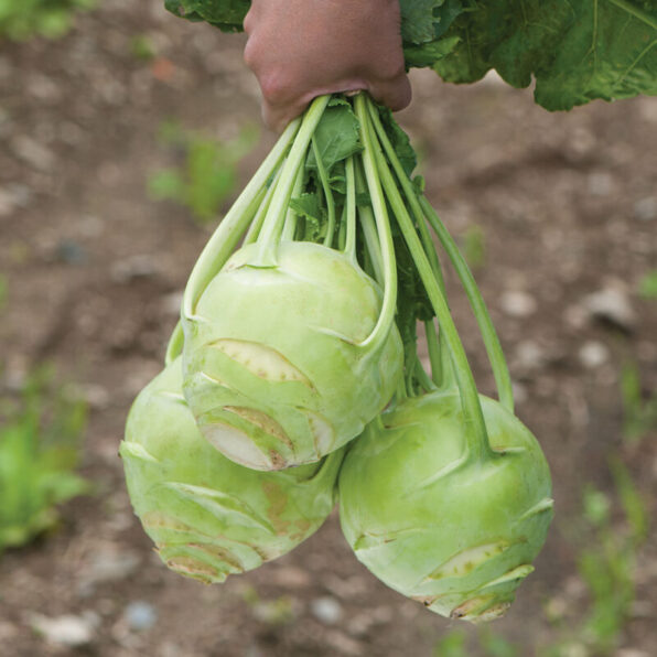Konan Hybrid Kohlrabi Seeds