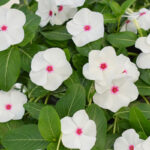 Pacifica Polka Dot Hybrid Vinca Seeds