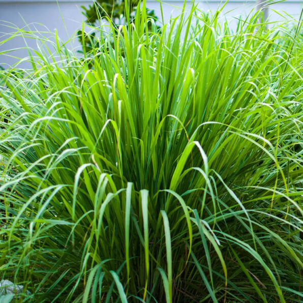 Lemongrass Seeds