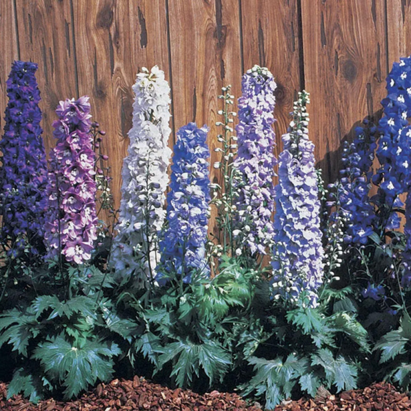 Magic Fountain Mix Delphinium Seeds