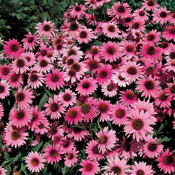 Bravado Purple Coneflower Seeds