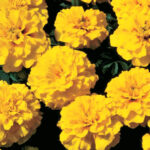 O1CN01U2hae01ICYEwqSffH__0-item_pic