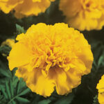 O1CN01U2hae01ICYEwqSffH__0-item_pic