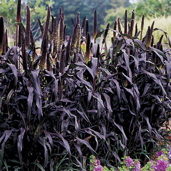 Purple Majesty Ornamental Hybrid Millet Seeds