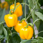 4d6b960bbb7567ebf785dbc8e11f1fae