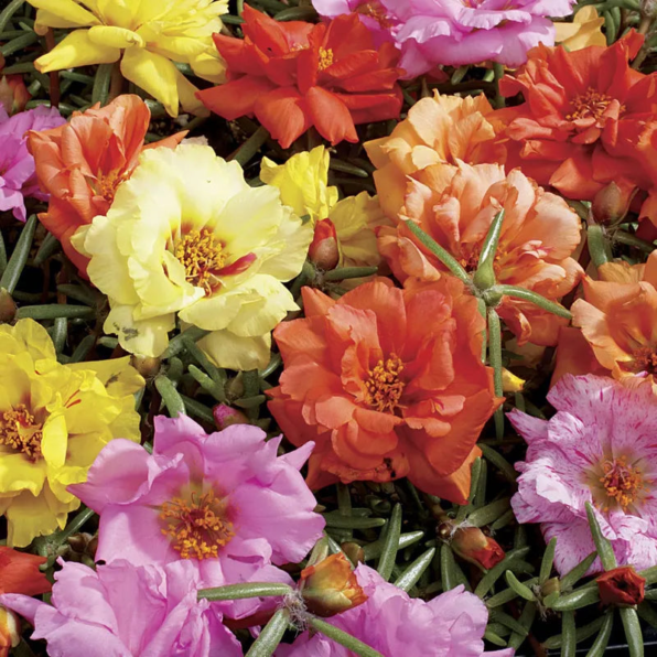 Happy Hour Mix Moss Rose Seeds