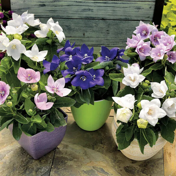 Astra Mix Balloon Flower Seeds