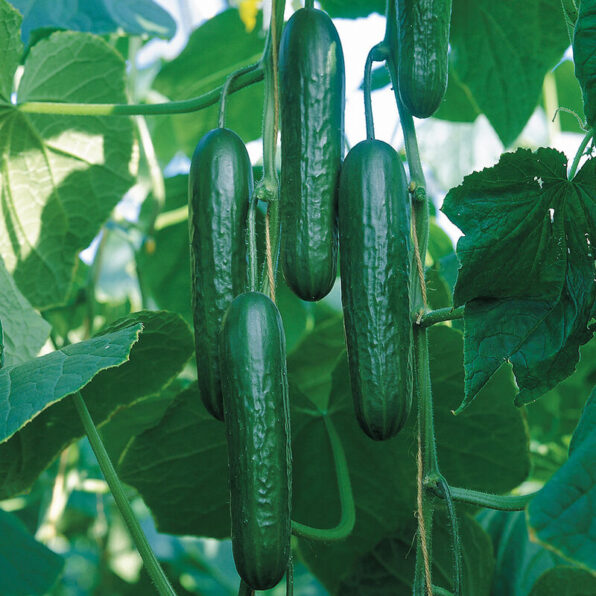 Paraiso Organic Cucumber Seeds