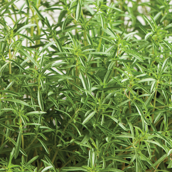 Summer Savory Seeds