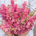 Carmine Larkspur Seed