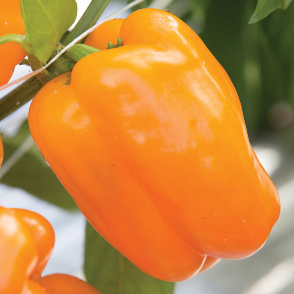 Milena Organic (F1) Bell Pepper Seed
