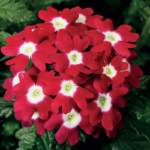 85120-1-Verbena_Quartz_XP_Red_With_Eye