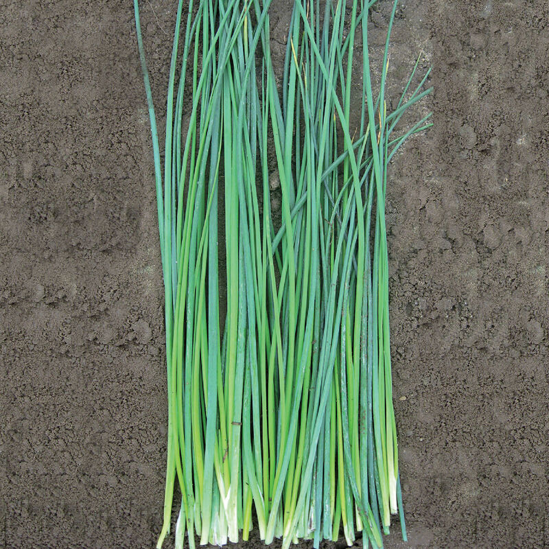 04963_01_nelly_vendor_chives