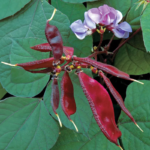 O1CN01j5wVqp1HCGUgkLrwL__2208059850721