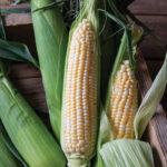 05253_01_bolt_sweet_corn