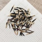 c7bc67b921d4204bb56e967255572c25