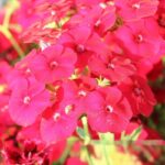 20474909473_500142703