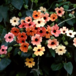 8aa9c02c6996652db6c90791902dedd6