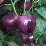 pepper-purple-beauty-ndp-1