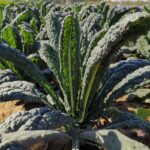 872953fb4262c145f22bf30b2a24eeb5