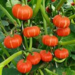 6f733f4d7561ee922d0692dd8ebb868e