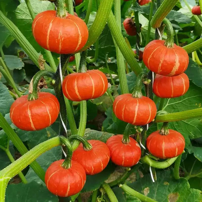 0943656d2d9e396115cdcd60b371d253