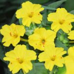 O1CN01VZY6ut2Jkjld7FvZw__2213216199460_jpg_q30_jpg