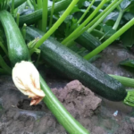 0b2c7b84907dcba74c3577636bf0784b