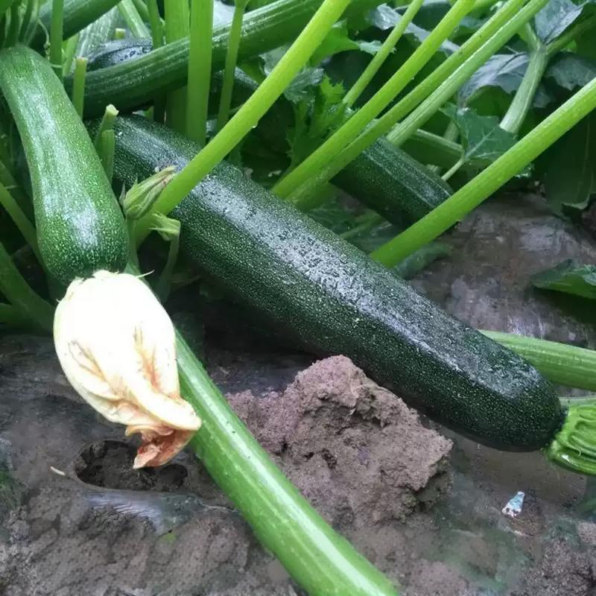 Spineless Beauty Hybrid Squash Seeds