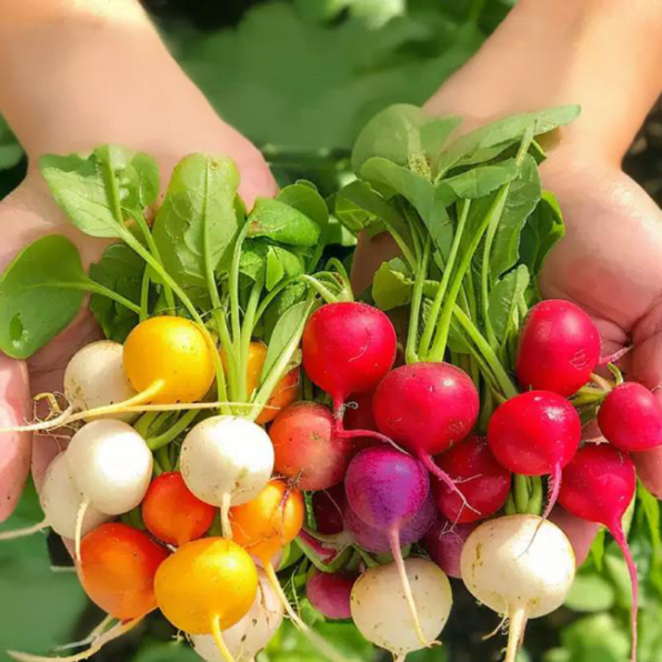 Beauty Blend Radish Seeds