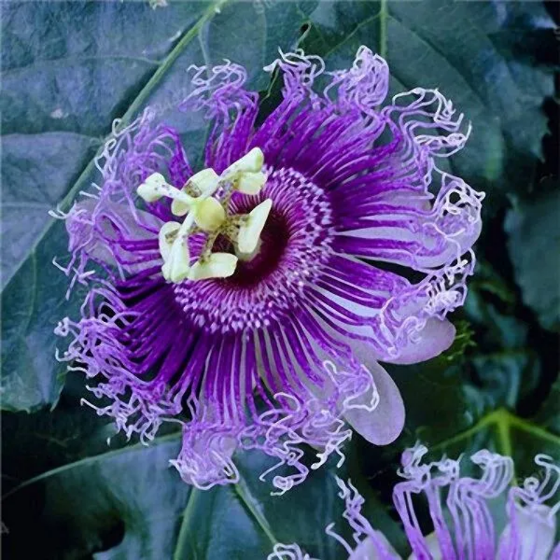 Egrow Passion Flower Seeds Garden Rare Passiflora Incarnata Fruit Plan