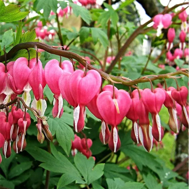 Ocean Bleeding Heart Seeds ~ Dicentra Spectabilis ~ Gifts ~ Grow Your