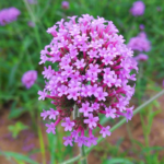 Lollipop Verbena Seeds