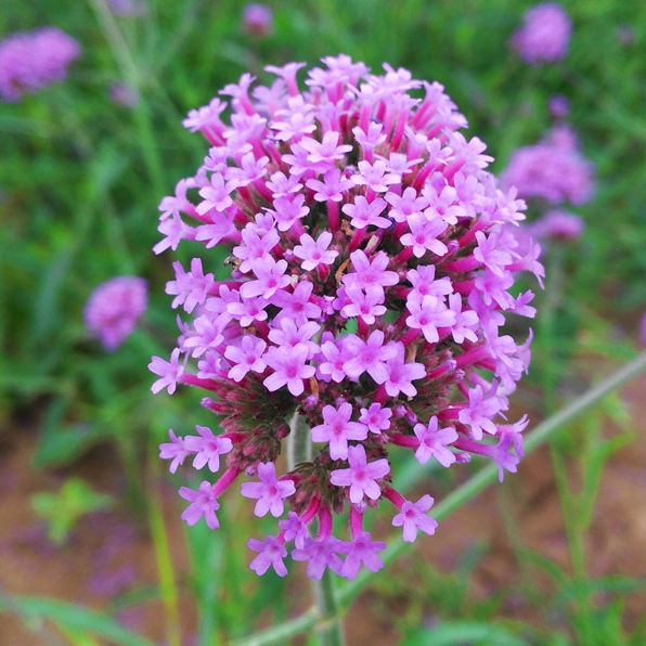 Lollipop Verbena Seeds