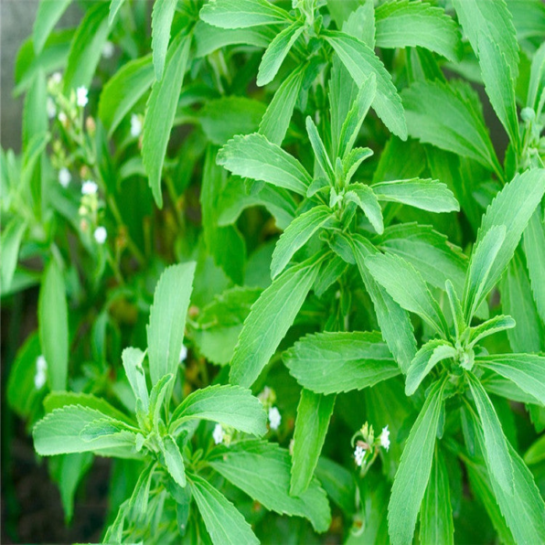 Sugarleaf Organic Stevia Seeds
