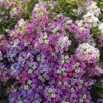 O1CN01f4aDjY1wOXIMgrmYe__581276298.jpg_q50.jpg__1