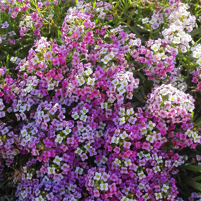 12245566497_500142703