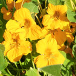 f3a0e3ed4ec91b80dc2762f6ecb21535