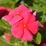 Pacifica XP Really Red Hybrid Vinca Seeds