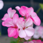 Inspire Appleblossom Geranium Seeds