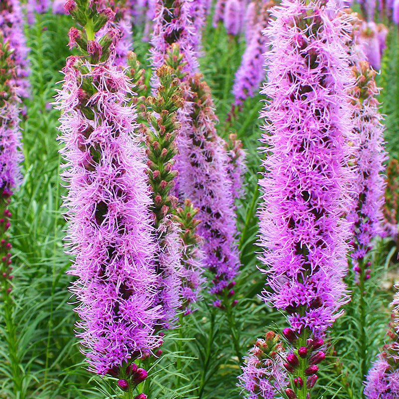 13086219924_500142703