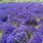 O1CN01DhQP0020rceiPvLY3__2207371696903_jpg_q30_jpg