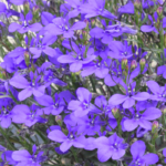 Fountain Blue Lobelia Seeds