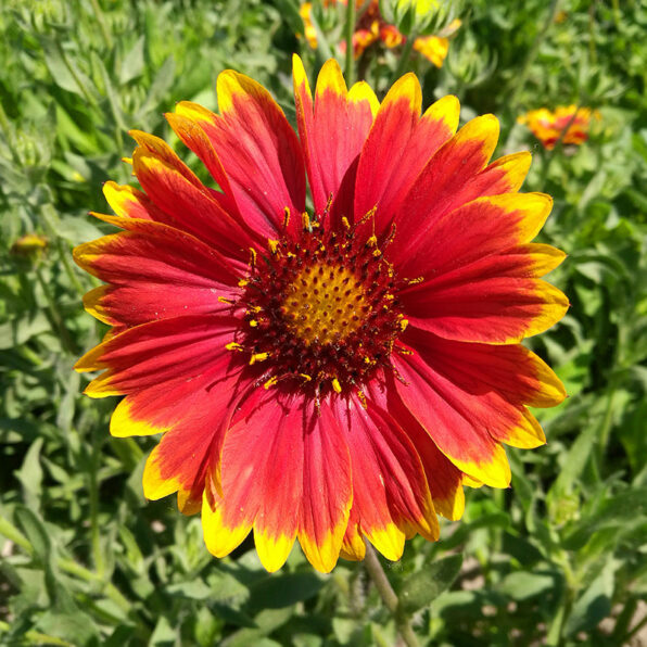 Arizona Sun Blanket Flower Seeds