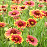 13086561925_500142703