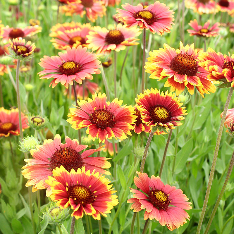 13167248967_500142703