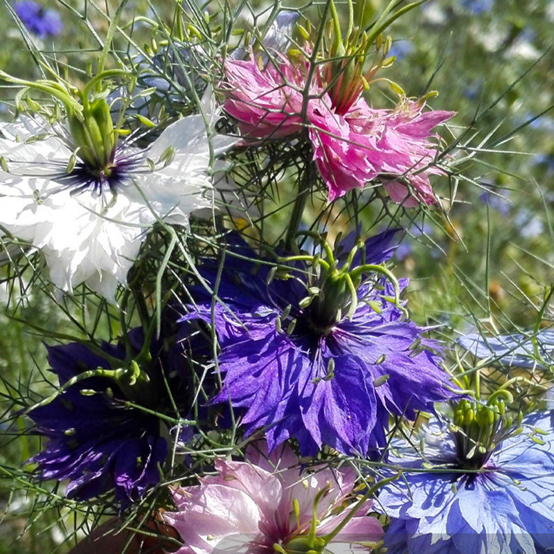 13254623171_500142703