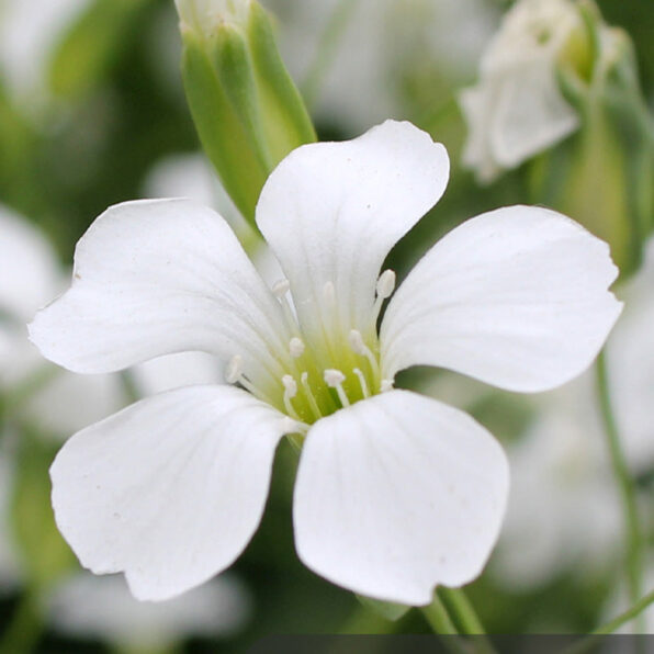 Covent Garden Market Gypsophila Seed