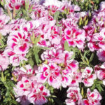 O1CN01rasfiV2BdOJHzL9IF__2044468361-0-cib