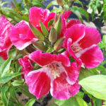 O1CN01rasfiV2BdOJHzL9IF__2044468361-0-cib